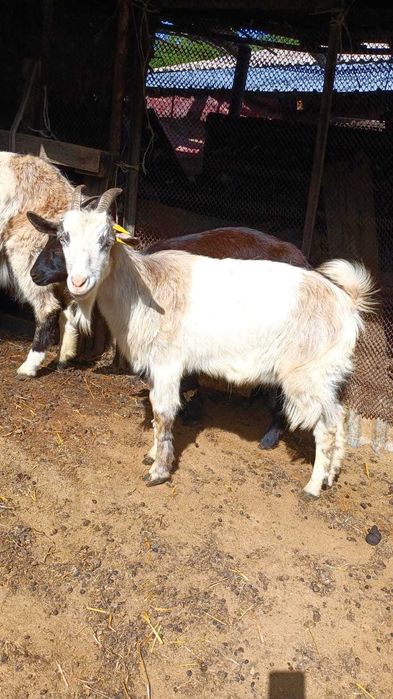 Продаются молочные козы и козлята