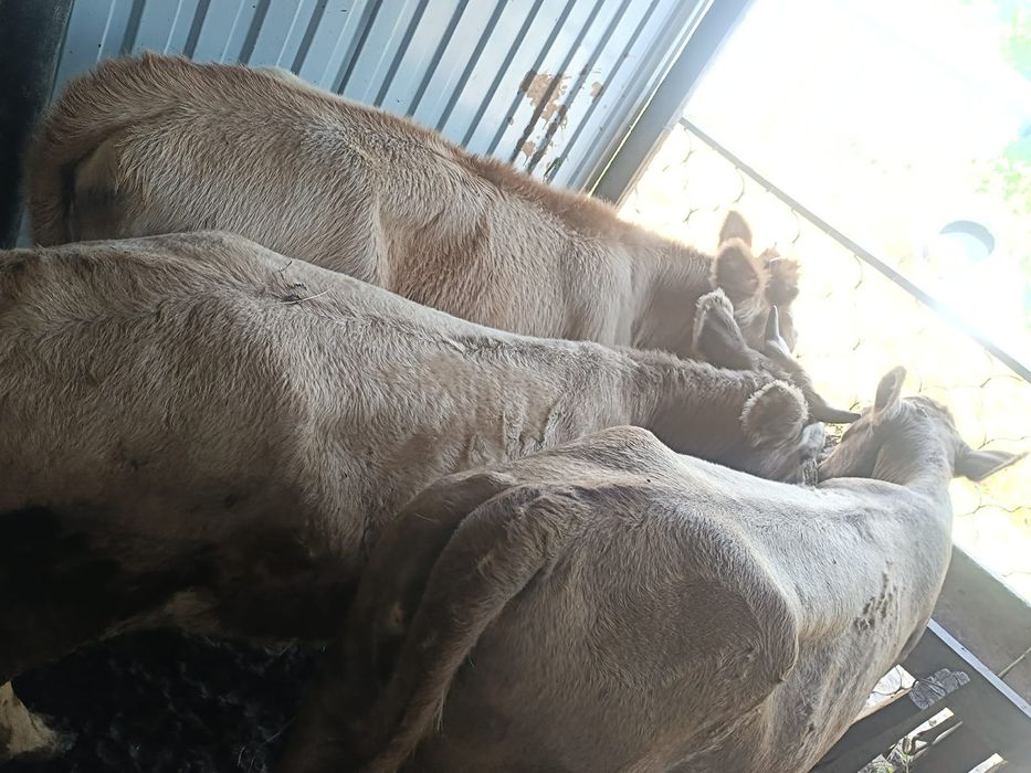 Продам 3 тёлок жирных