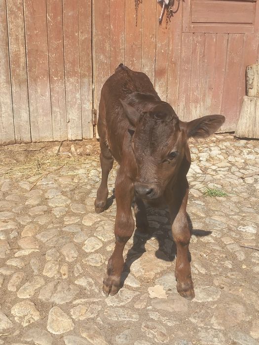 Vând vițel de montă
