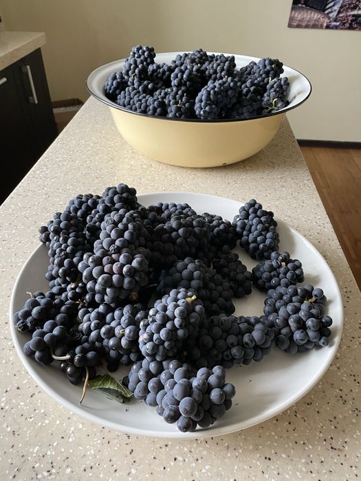 Срочно! Элитные сорта виноград.