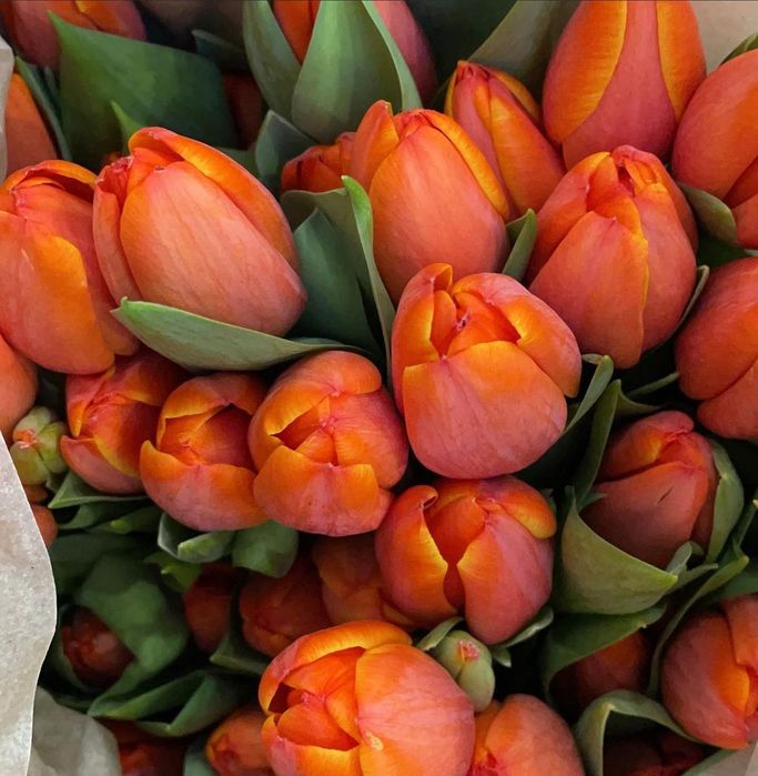 Тюльпаны с луковицами