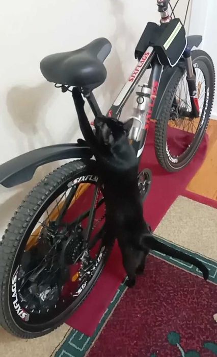 Передержка кошек котят