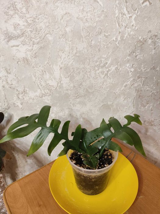 комнатные, декоративные, сортовые цветы