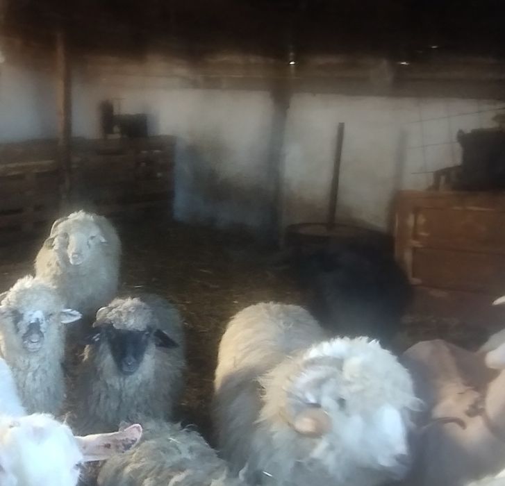 Vând mieluțe și oi