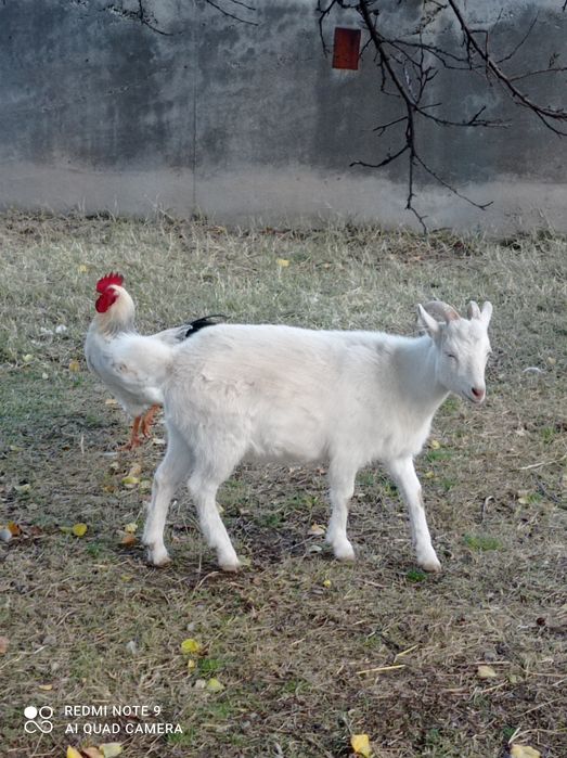 Сауынды ешкілер екі лағымен ұрғашы