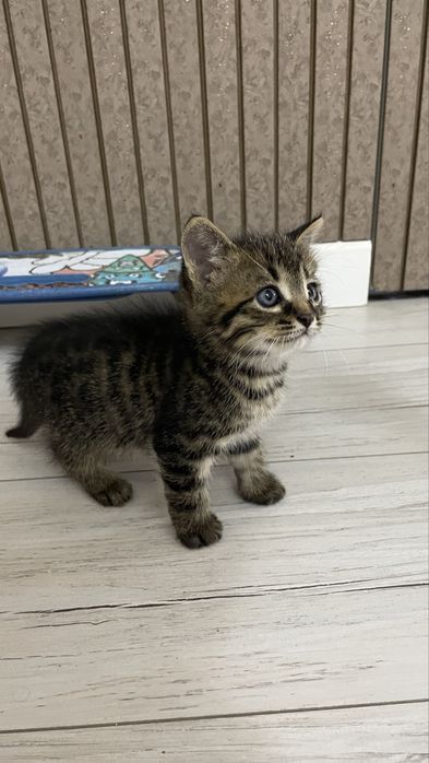 Продам котят красивые