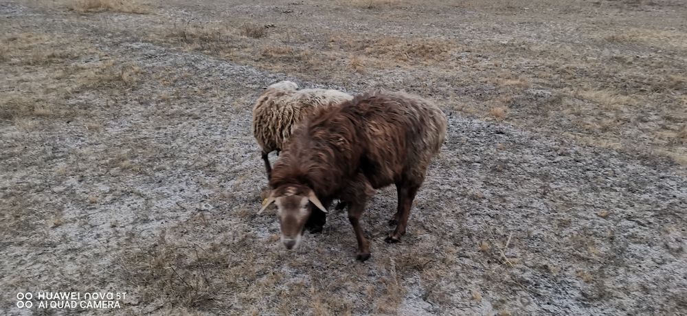 Продам барана производителя