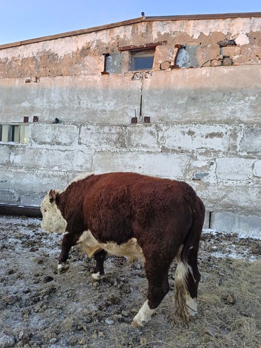 Продам Быков Белоголовых