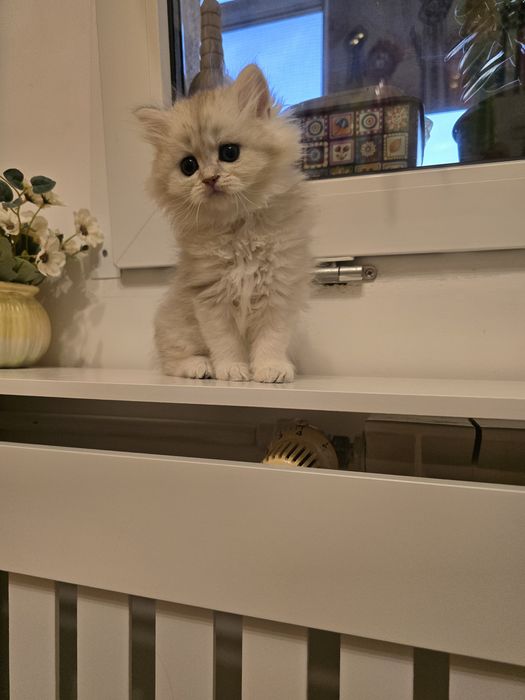 Pui pisică british longhair