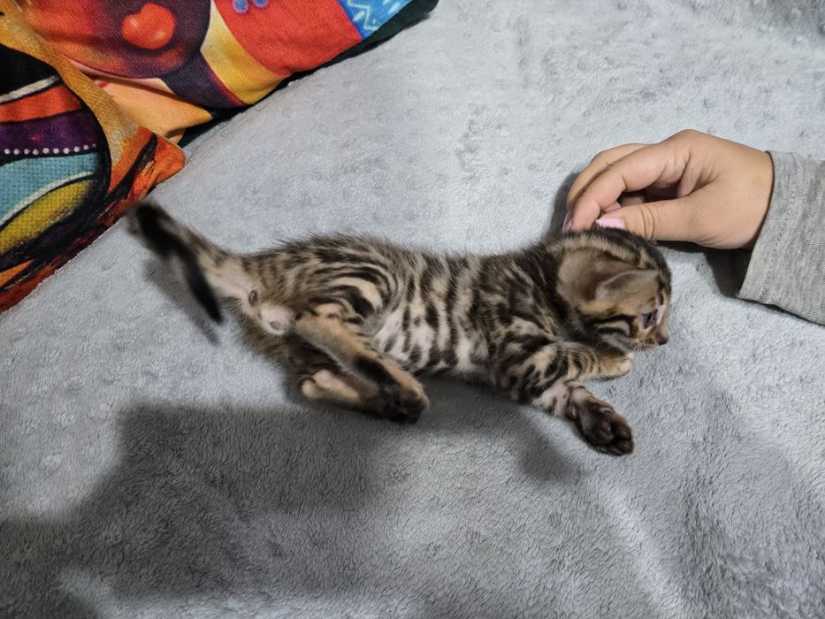 Продам котят бенгальские