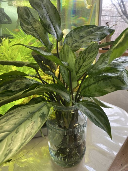 Растения комнатные