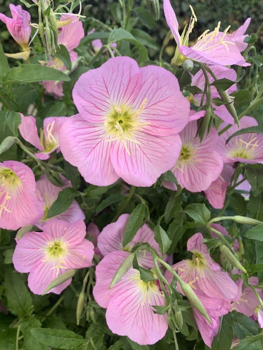 Продам многолетние садовые цветы