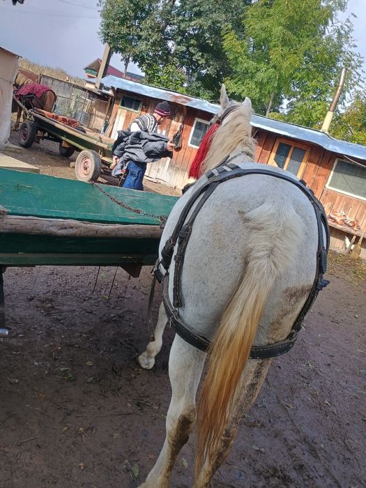 Vând, iapă de 6 ani