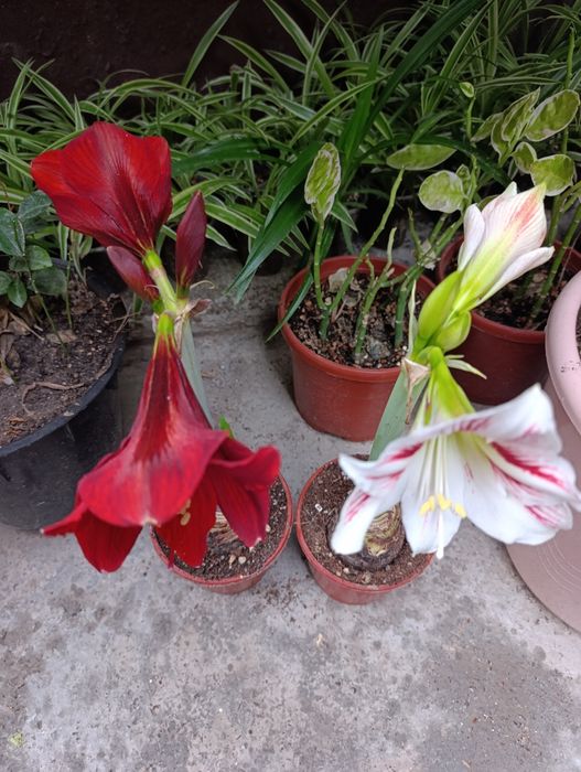 Цветы доставка гиппеаструм Гуллар совғага