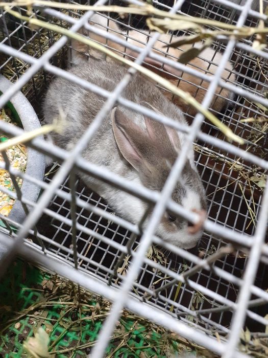 Iepuri hyncole mascul si femele