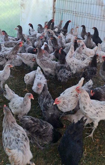 Cocosei Australorp