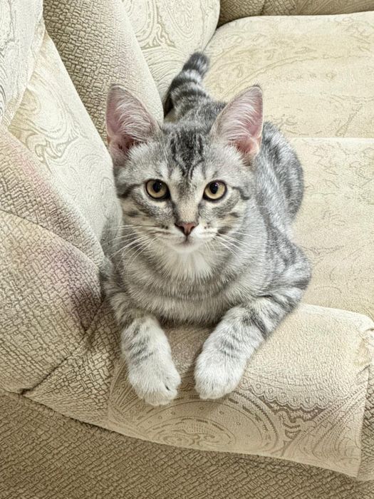 Отдам котенка в добрые руки