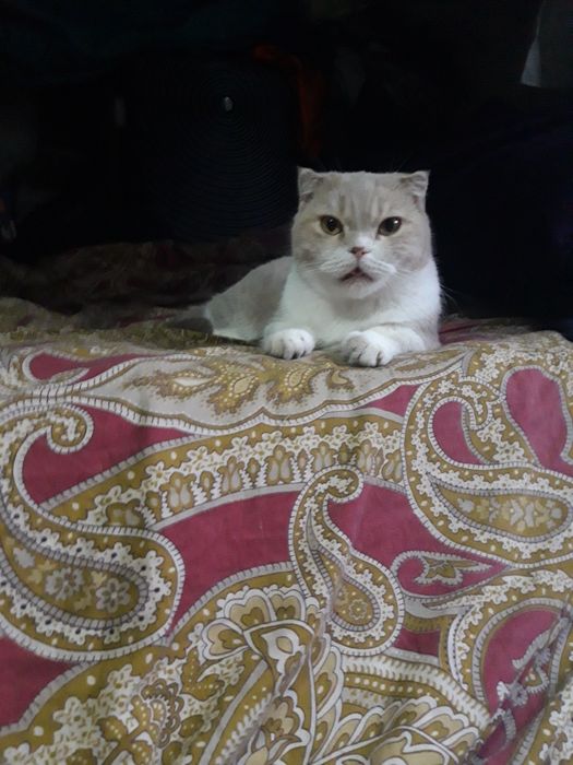 Шотландская вислоухая кошка.