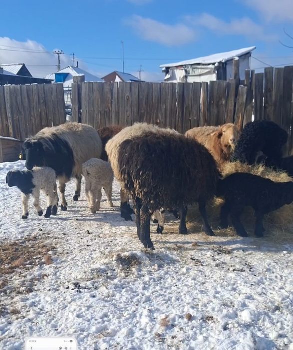 Қозылы қойлар сатылады