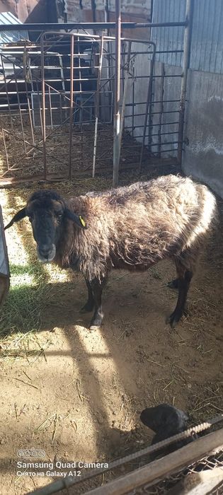 Қой сатылыды қозылы