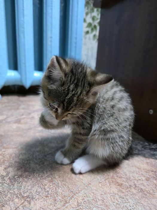 Отдам котят в добрые руки