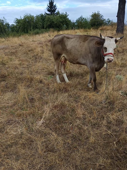 Vând vaca prima fătare