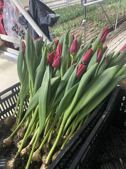 Тюльпаны оптом!