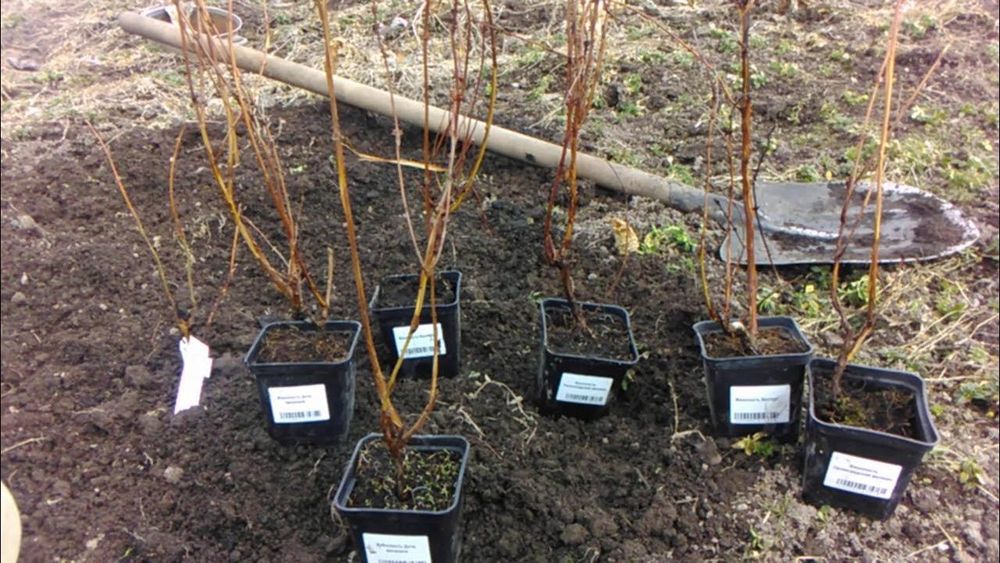 Саженцы различные