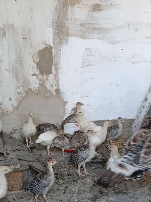 Продам молодых индюшат