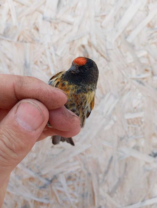 Продам птицу певчие  адаптированые