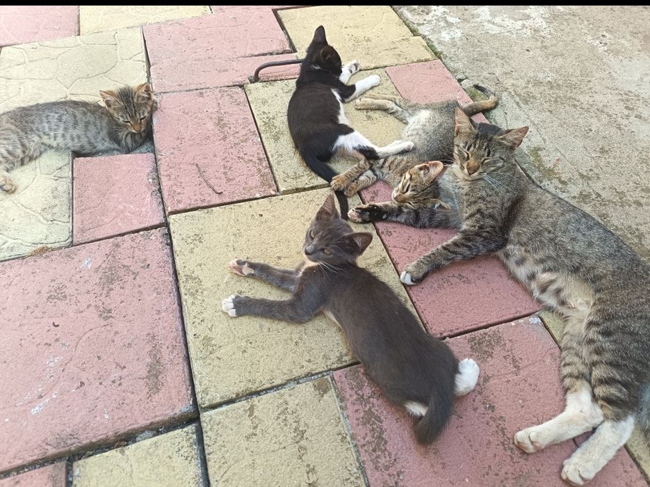 Spre adopție - Constanța