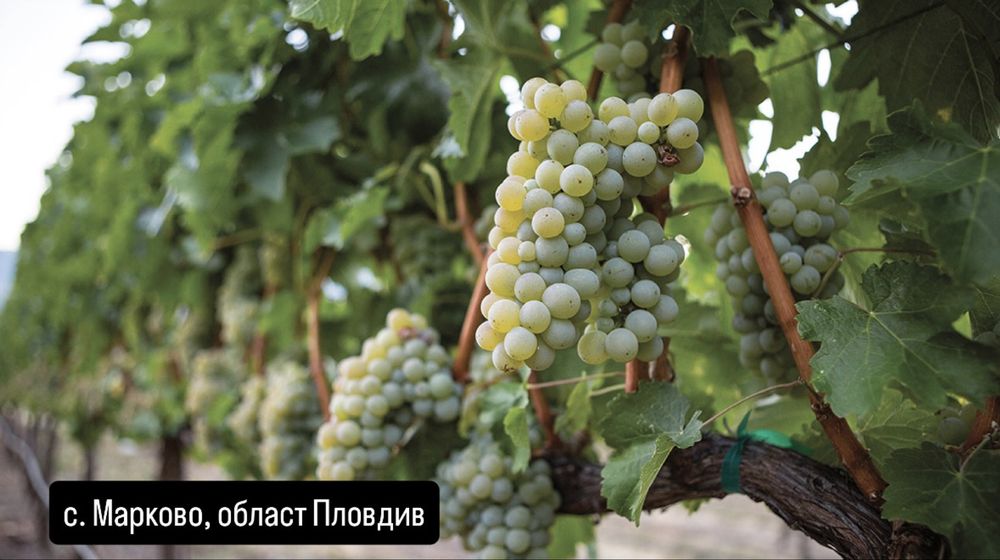 Грозде Совиньон блан