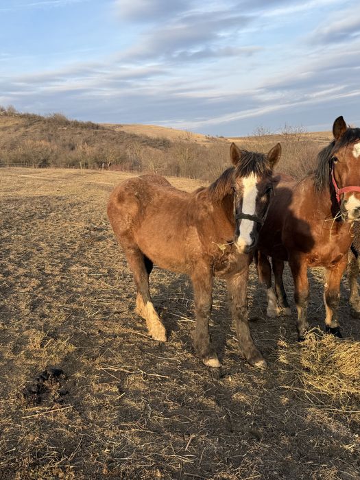 Manza de 8 luni de vanzare