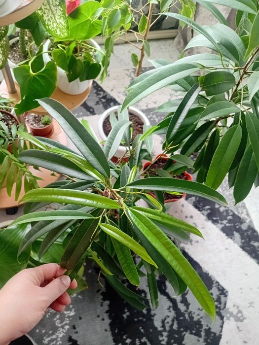 Фикусы Твилайт и Али