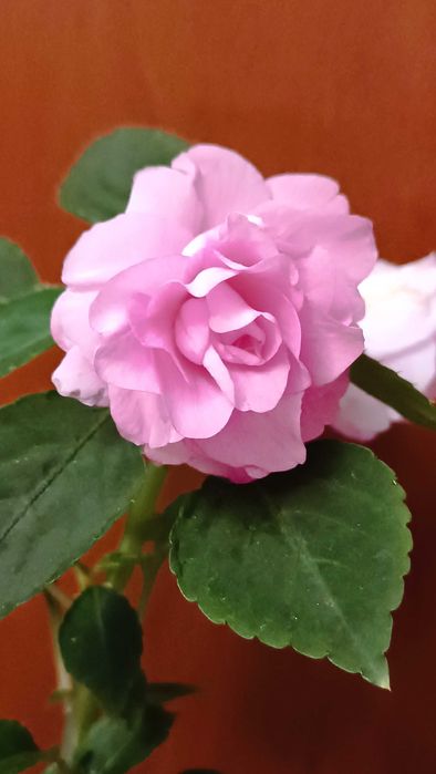 Бальзамины сортовые махровые