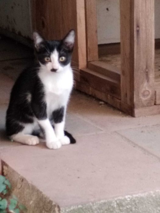 ofer pisoi de 1 luna spre adoptie in Pitesti sau Bucuresti