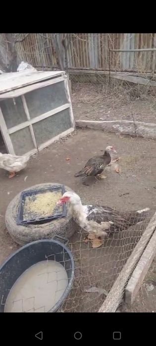 Утка , индаутка .