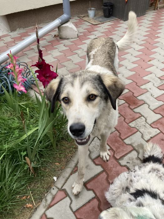 Adoptie catei Bodesti Neamt