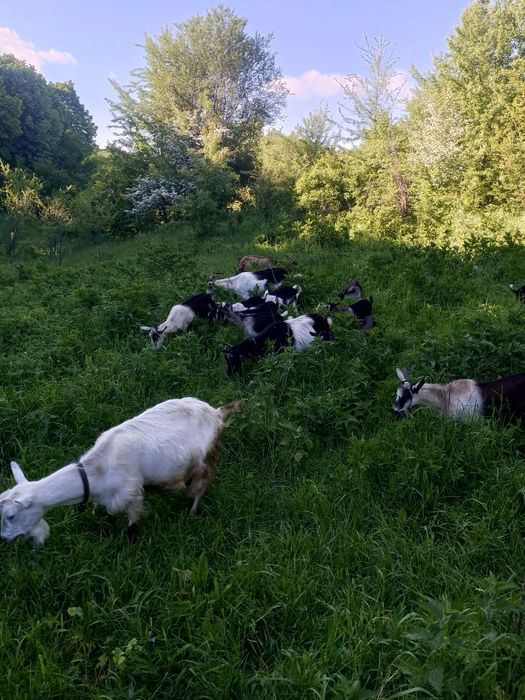 Продавам кози и ярета