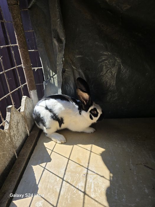 Iepuri din rasa fluture german