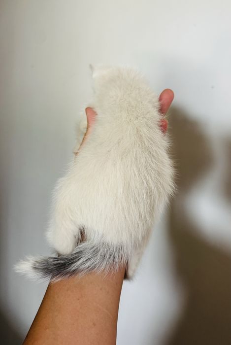 Милые котята приучены к лотку