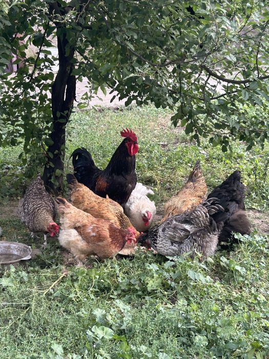 Продам семейку Петух и куры