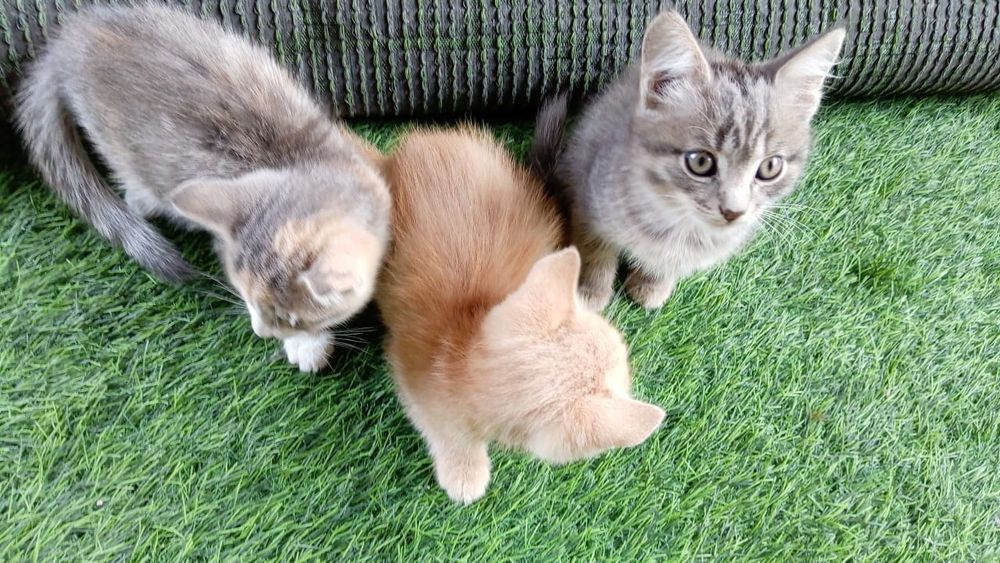 Отдам котят бесплатно
