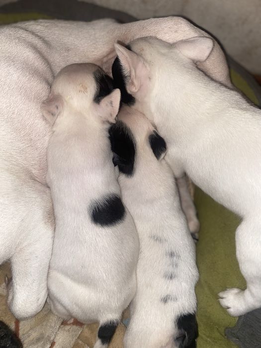 Французкий бульдог