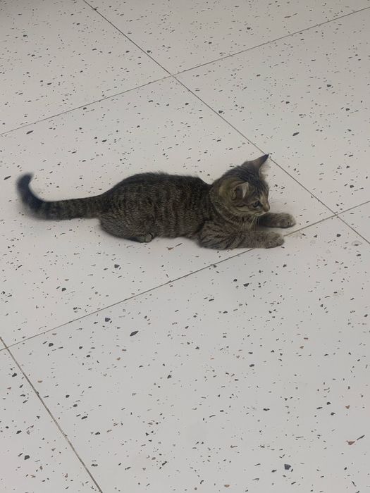 Котенка бесплатол