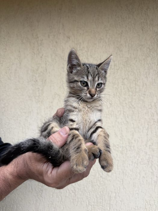 Котенца на 2 месеца