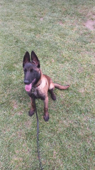 Dresaj canin # K9