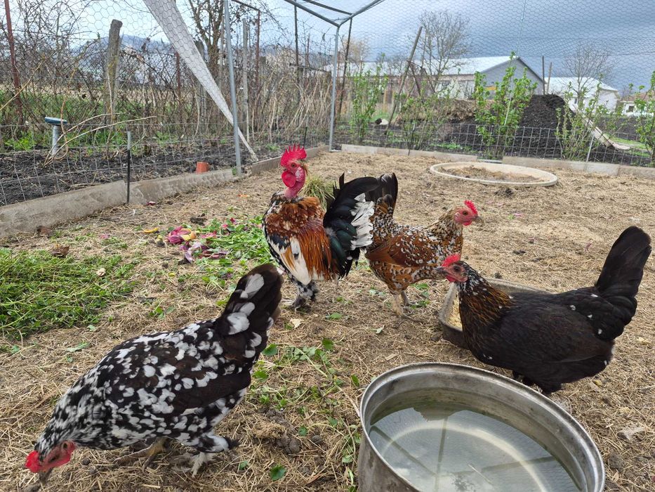 Găini + cocoşi Liliput (bantam)