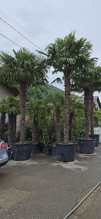 Palmier tranchicapus, care rezista la temperaturi scăzute