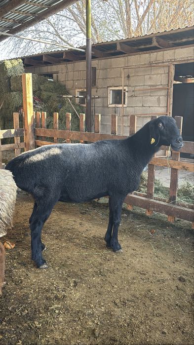 Саулык сатылады линия корабль